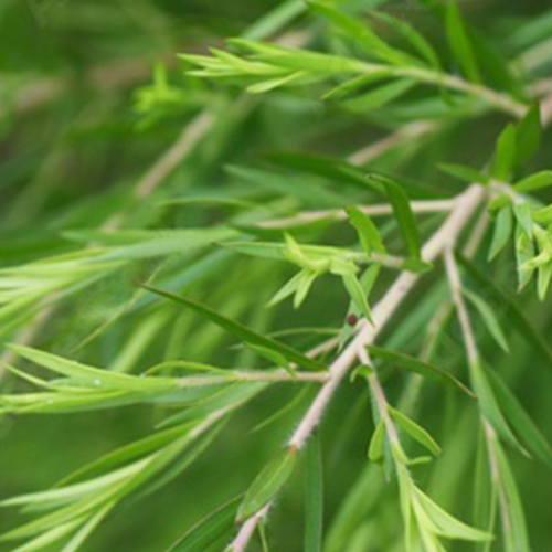 Tea Tree – Limese India