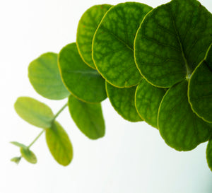 Centella Asiatica