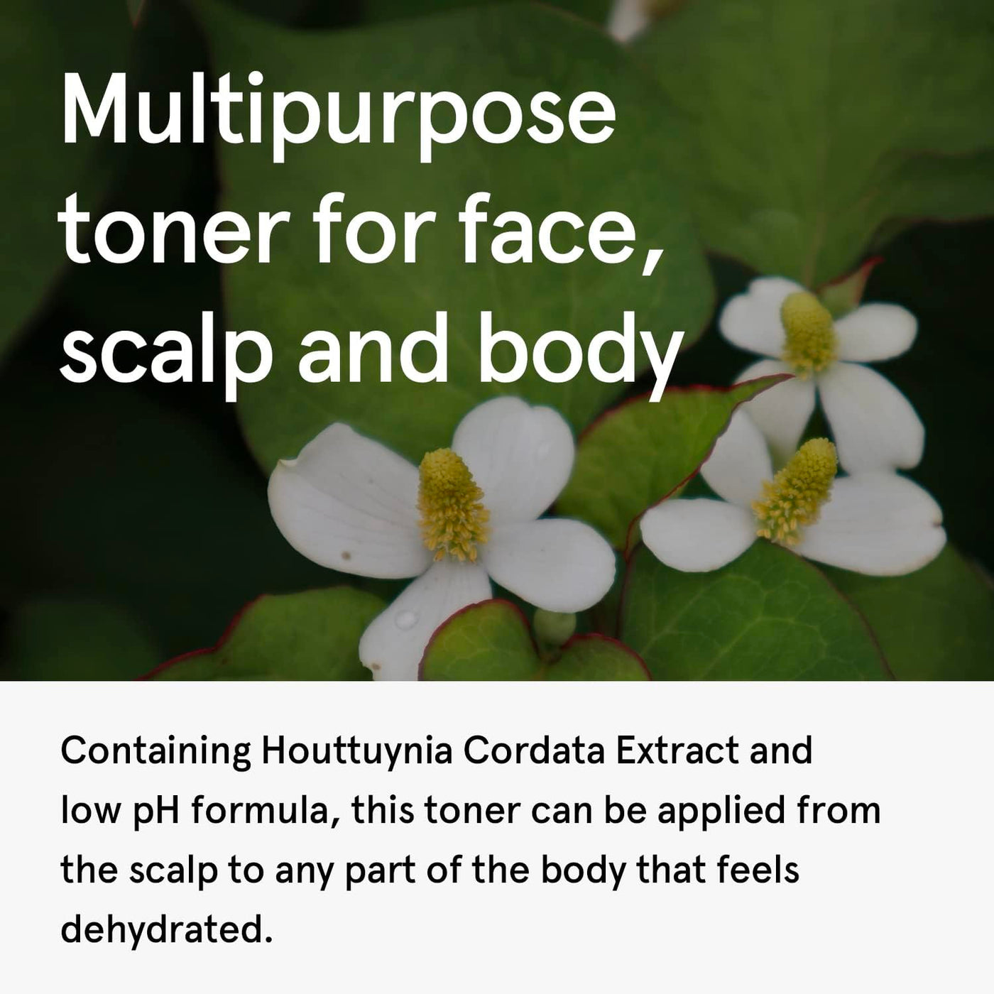 One Thing Houttuynia Cordata Extract