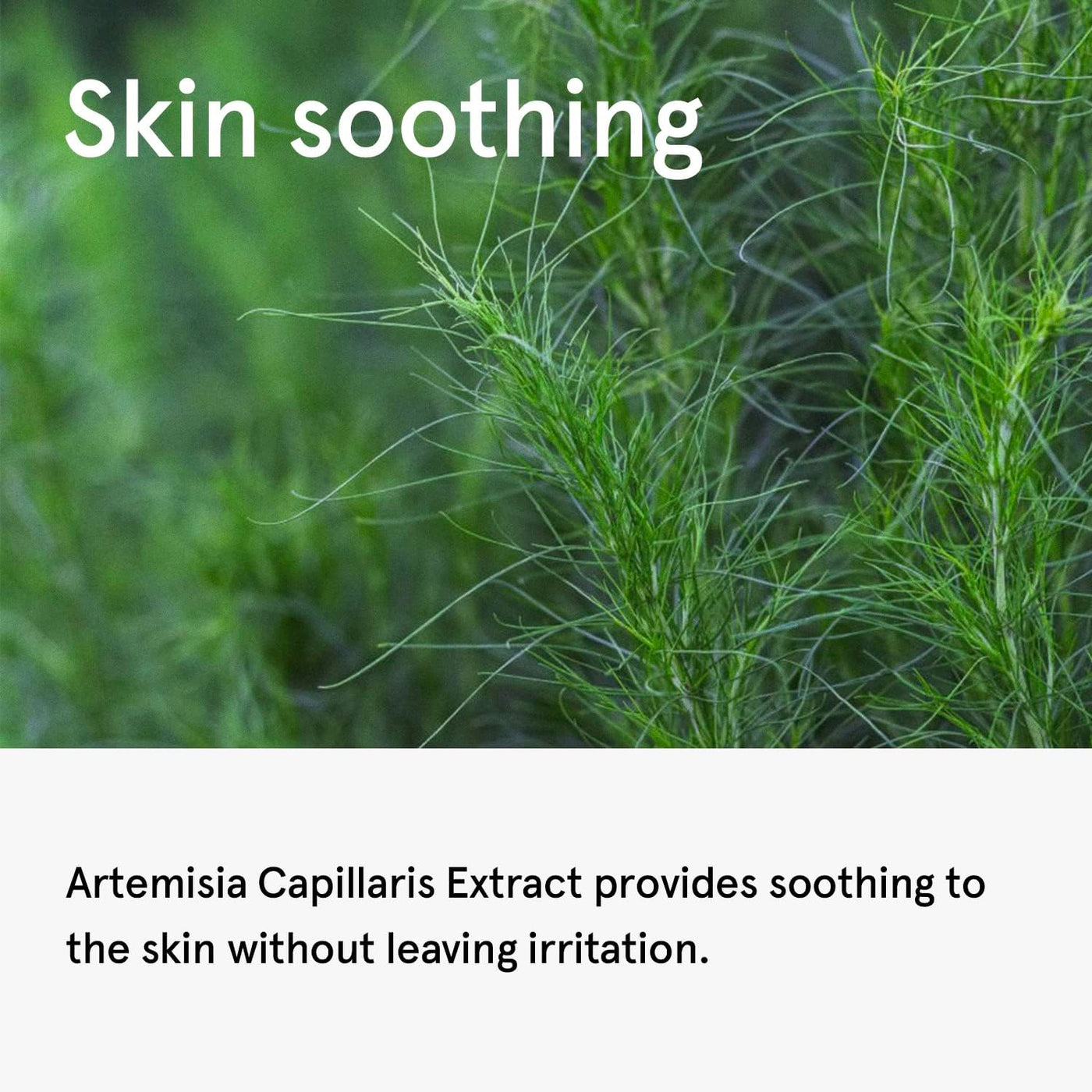 One Thing Artemisia Capillaris Extract